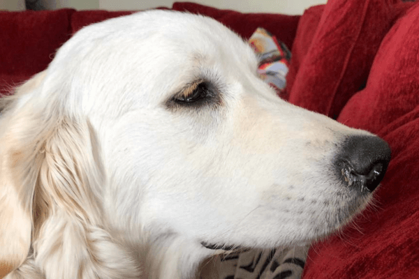 dog sneezing 