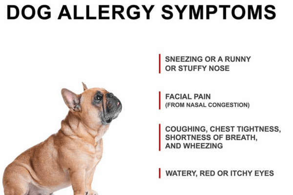 dog sneezing 