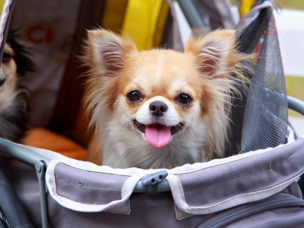 dog-stroller