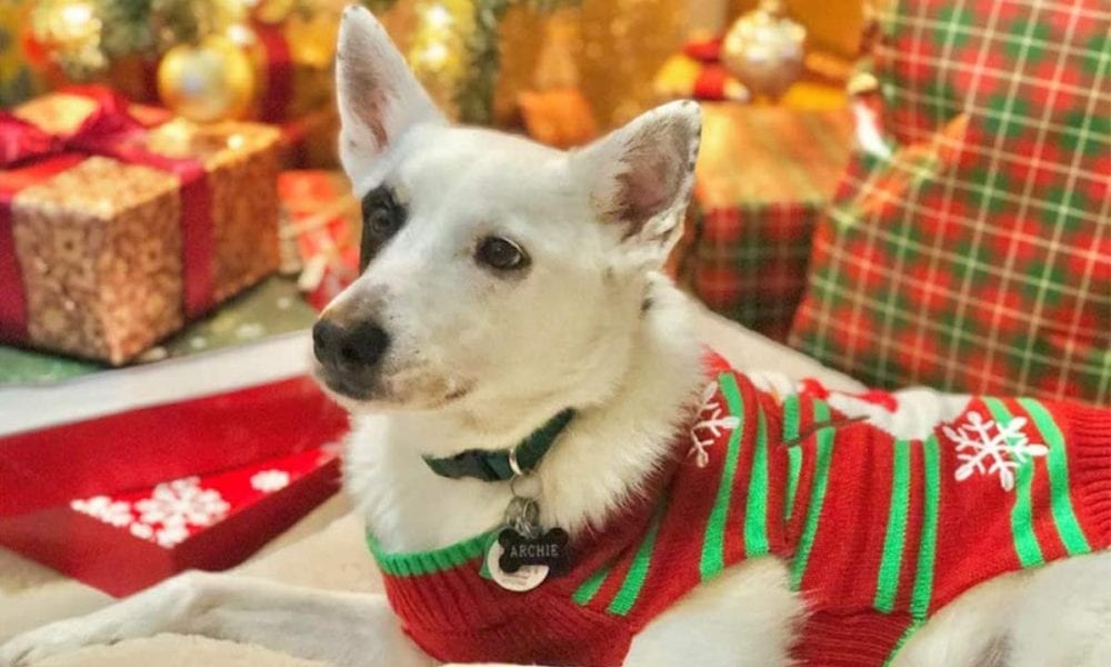 Dog Christmas sweaters