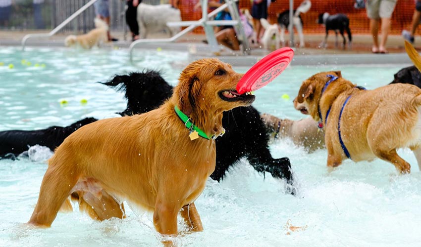 Dogs Day Out