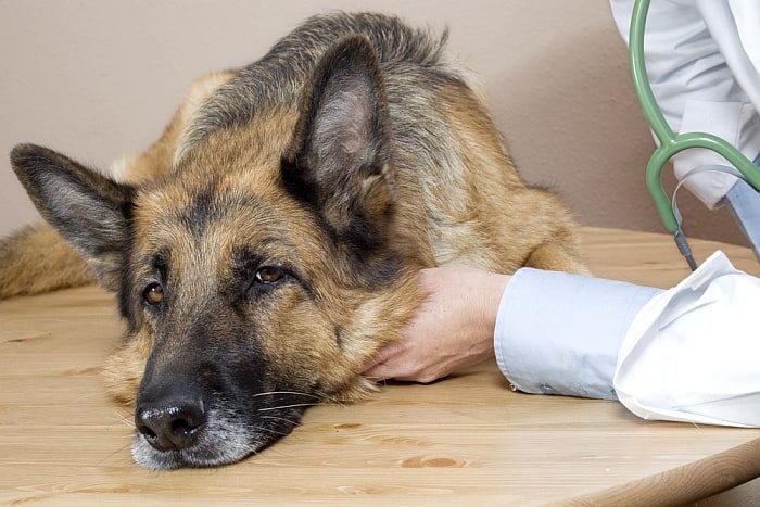 Do Dogs Get Headaches