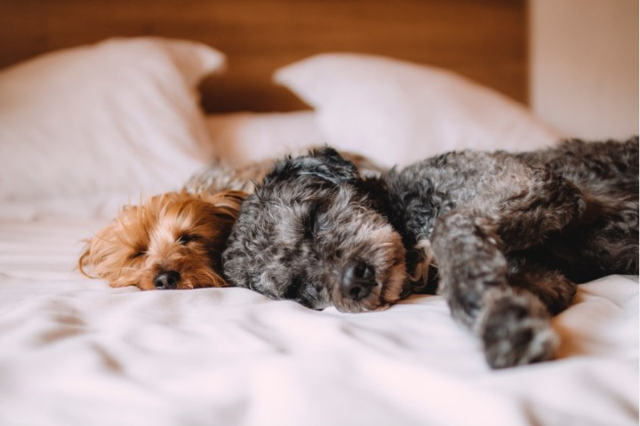 dogs dream