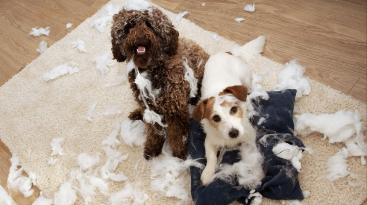 dogs dream