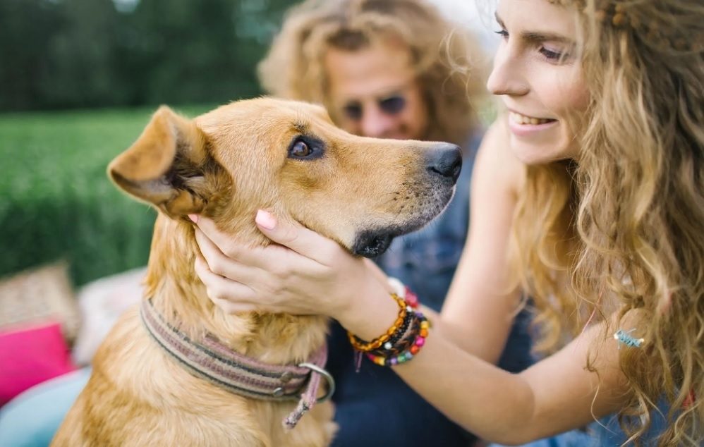 dogs for adoption