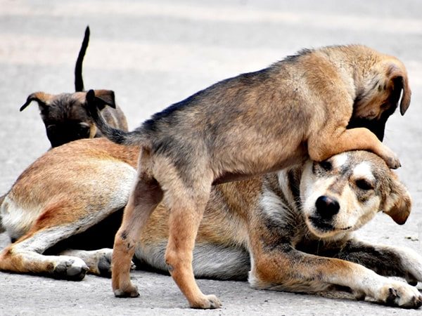 dogs