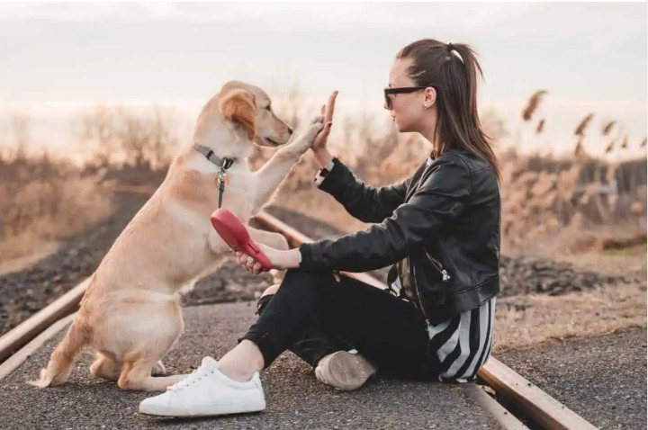 dogs show empathy