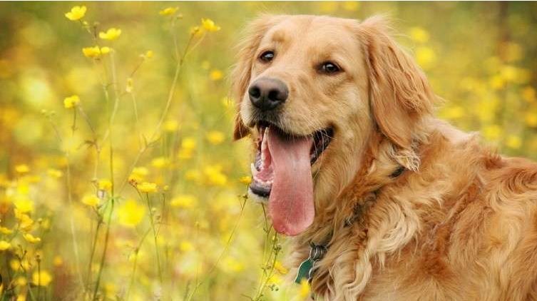 How Dogs Sweat and Stay Cool