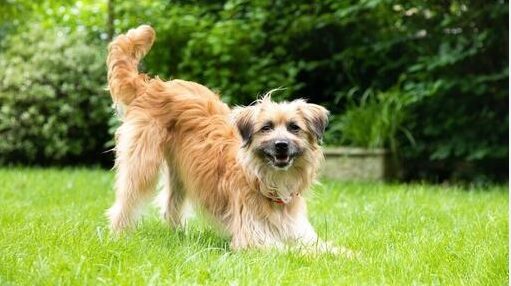 dogs wag their tails