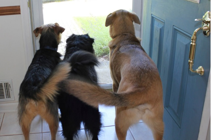 dogs wag their tails