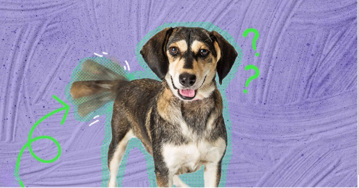 dogs wag their tails