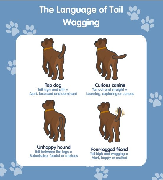 dogs wag their tails