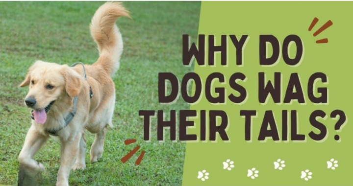 dogs tail wagging