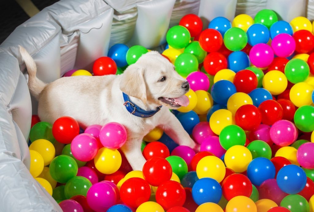 Dog Ball Pit