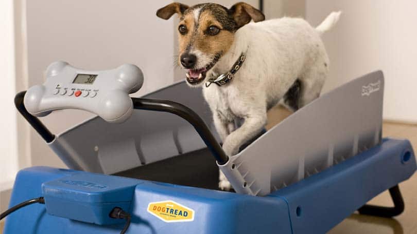 Dog Treadmill