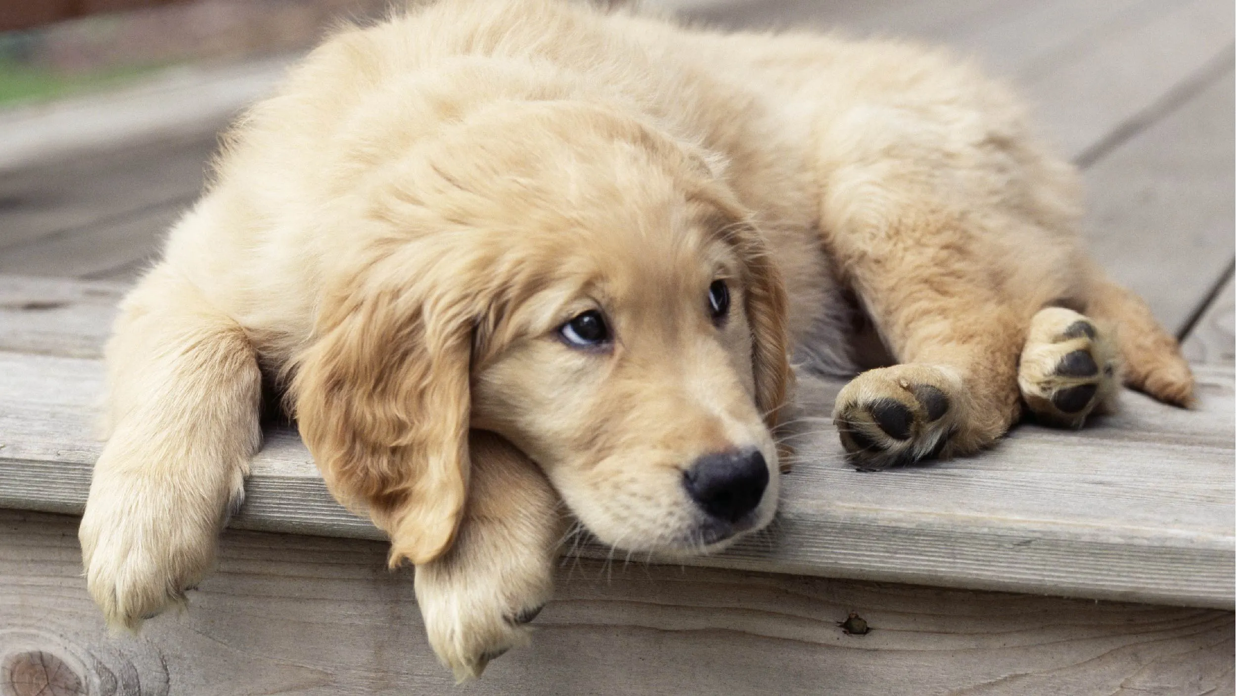 Why Do Dogs Whine