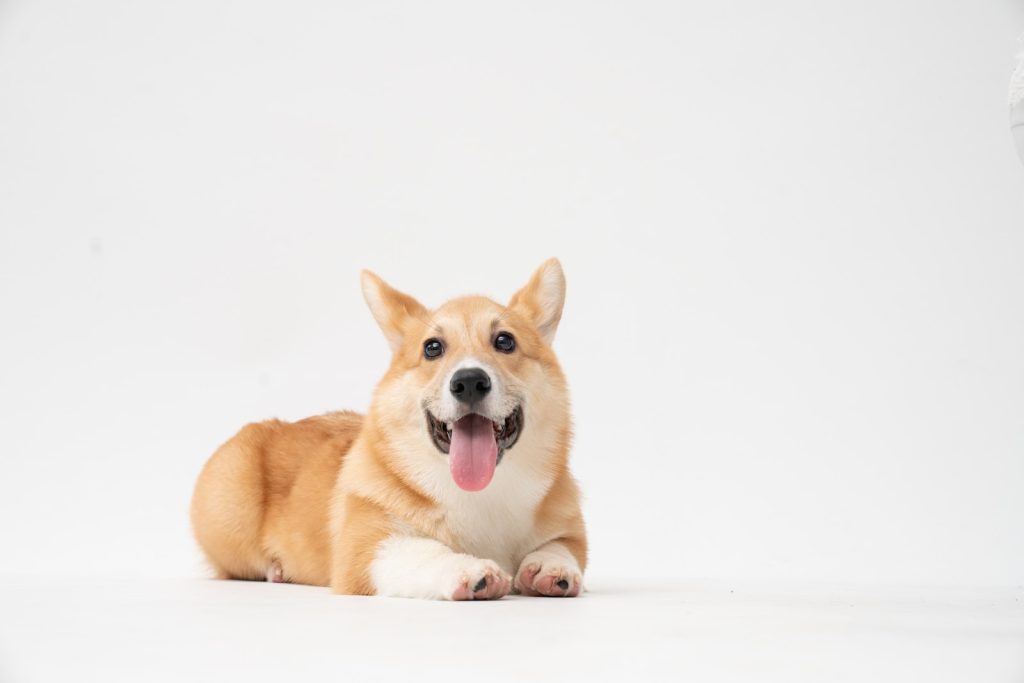 Dry Skin in Dogs brown and white corgi puppy