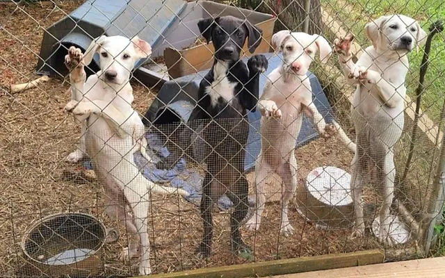 Peak Lab Rescue