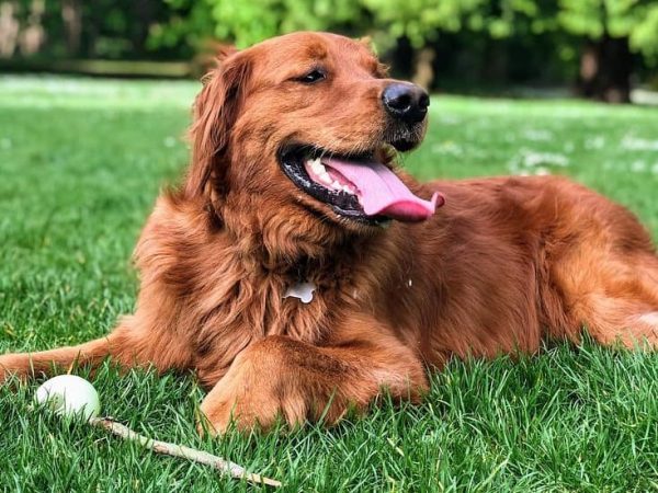 eagle-rock-dog-park
