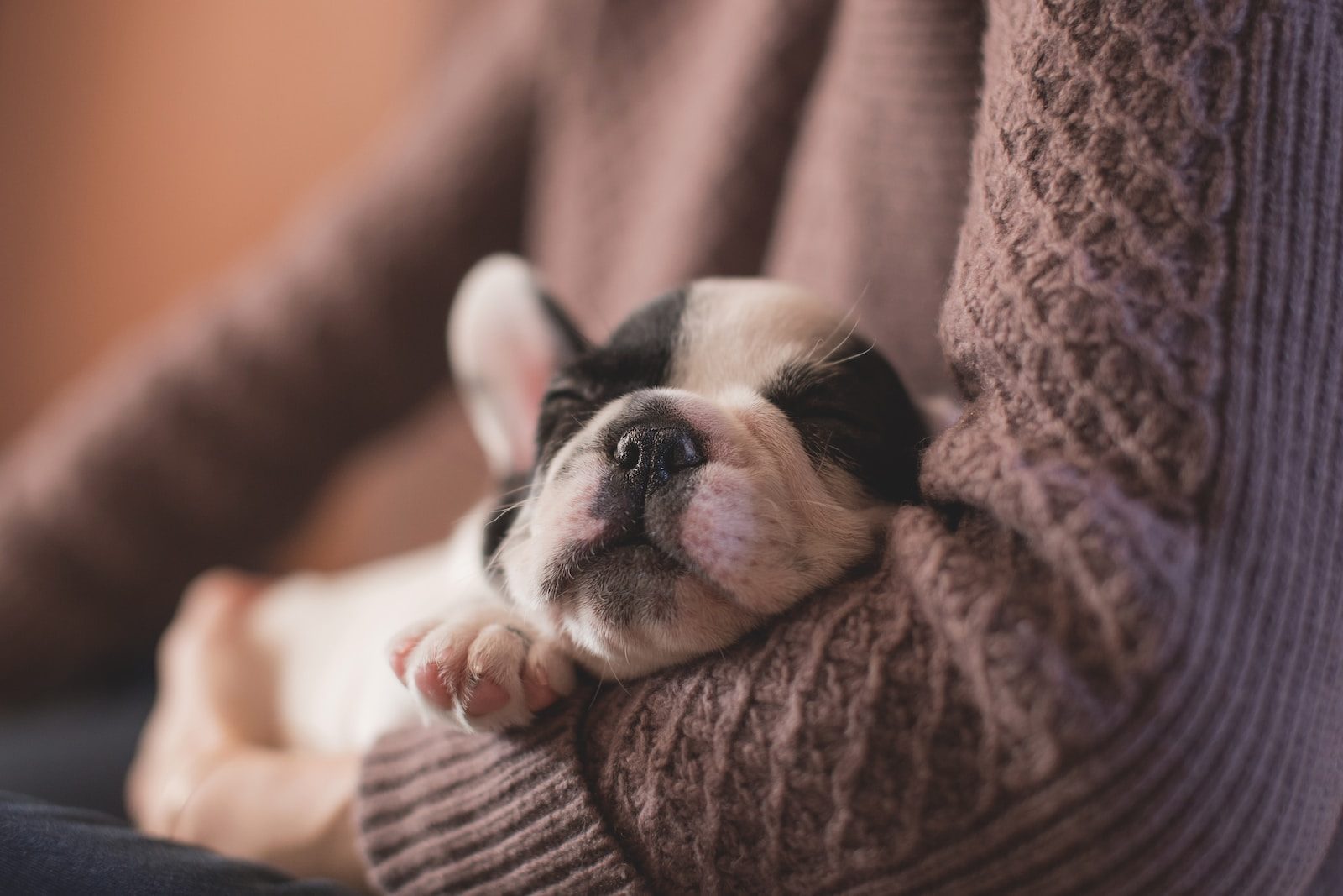 East Bay SPCA selective focus photography of puppy on sweater