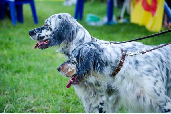 english setter