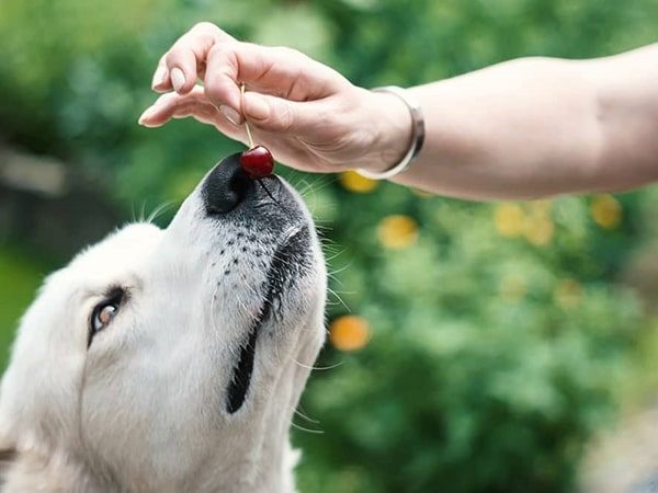 feed dog
