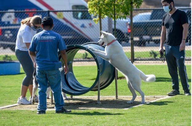 fetch dog park