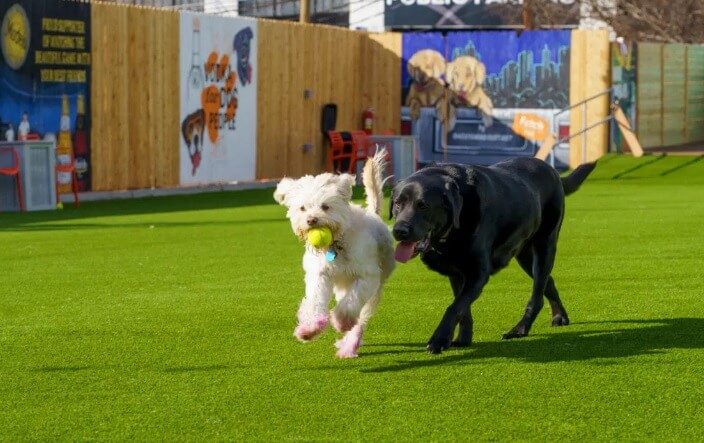 fetch dog park