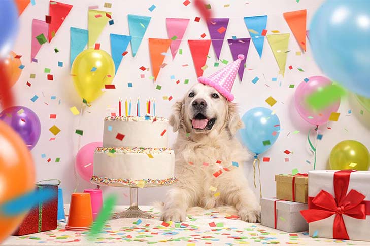 Dog's Birthday