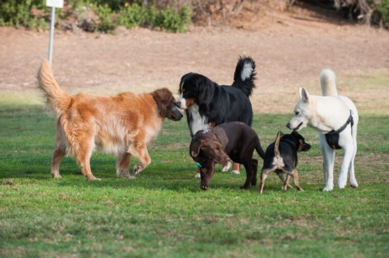 Sheepfold Dog Park