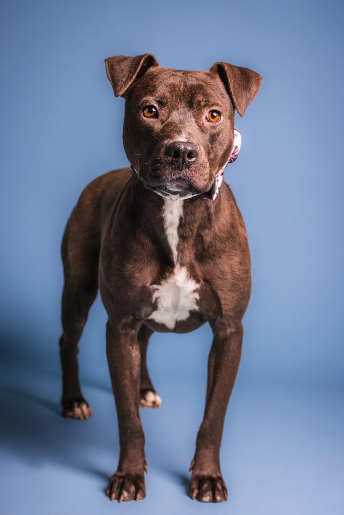 petfinder dogs