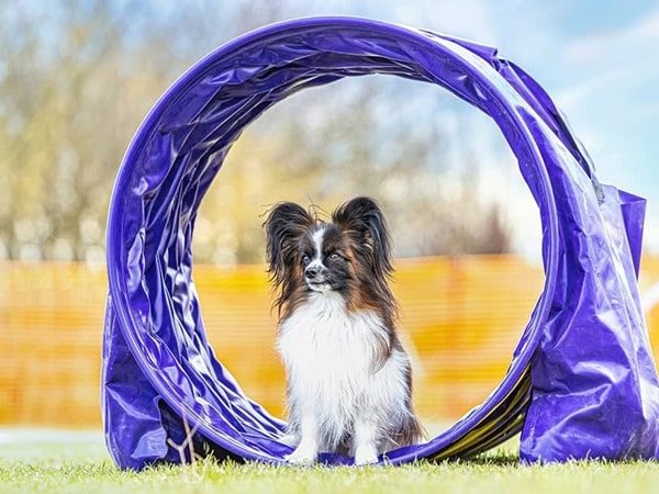 happy papillon-min happy papillon