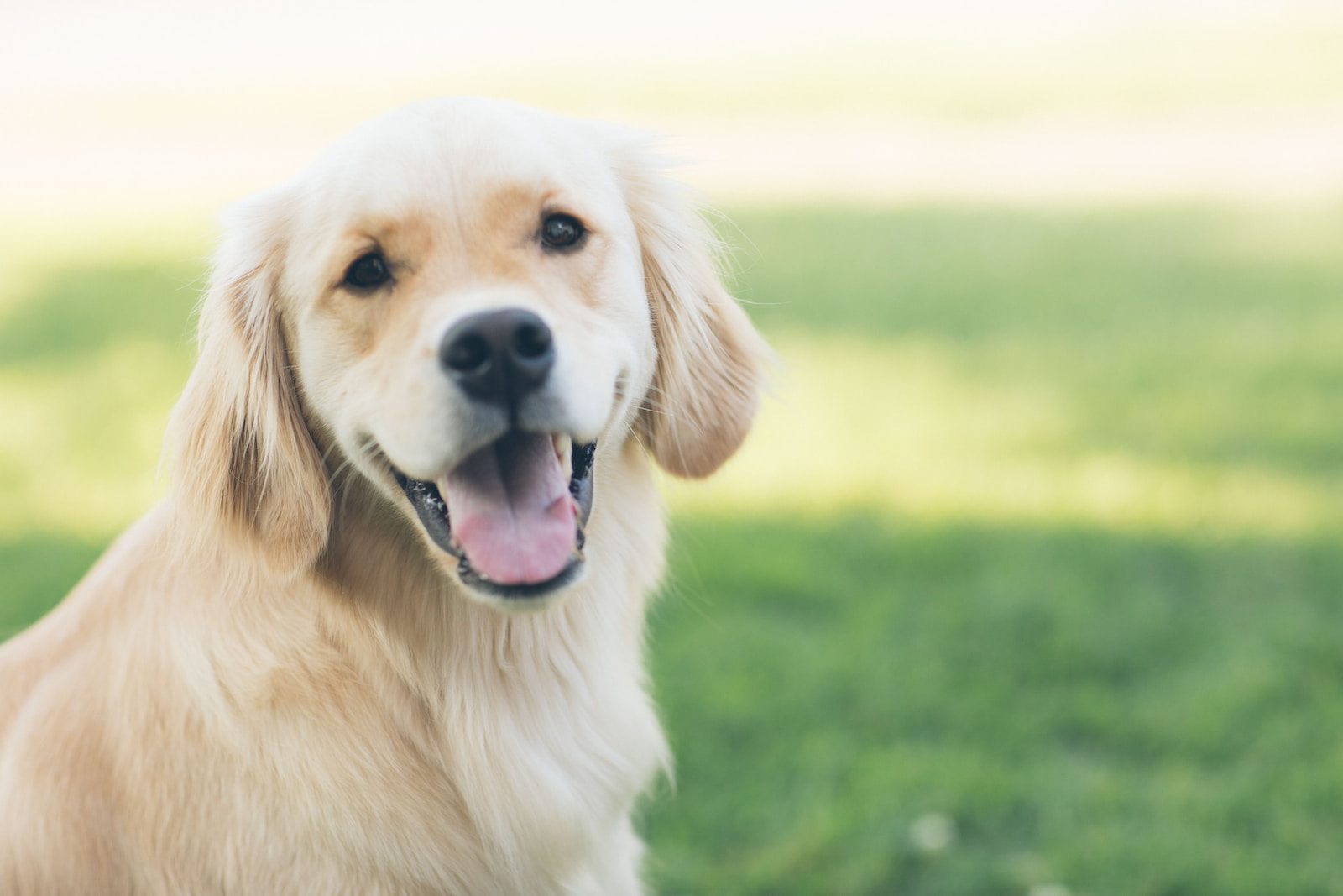 Hiccups in Dogs adultgolden retriever