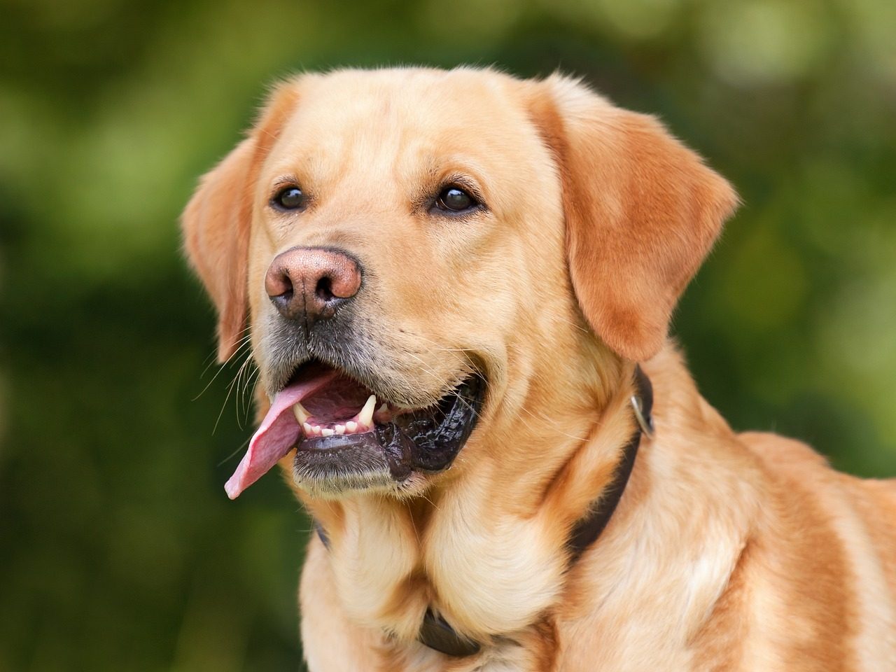 Hiccups in Dogs labrador retriever, dog, pet