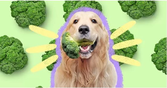 vitamins for homemade dog food