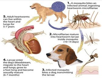 How Do Dogs Get Heartworms