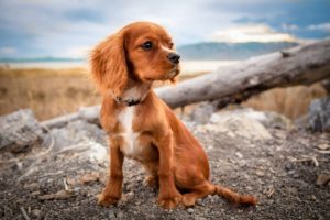 Dogs Naturally