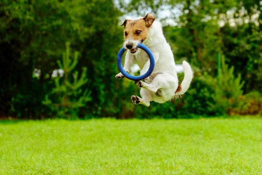 Dogs Day Out