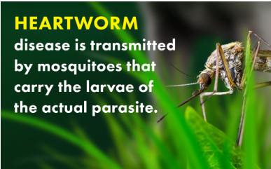How Do Dogs Get Heartworms