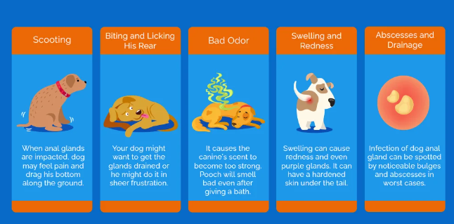Can Dogs Get Hemorrhoids