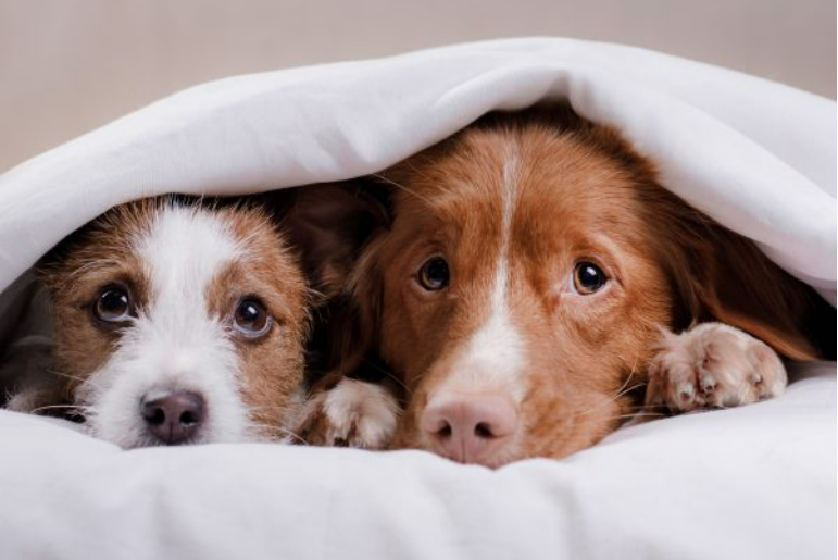 Calming Treats for Dogs