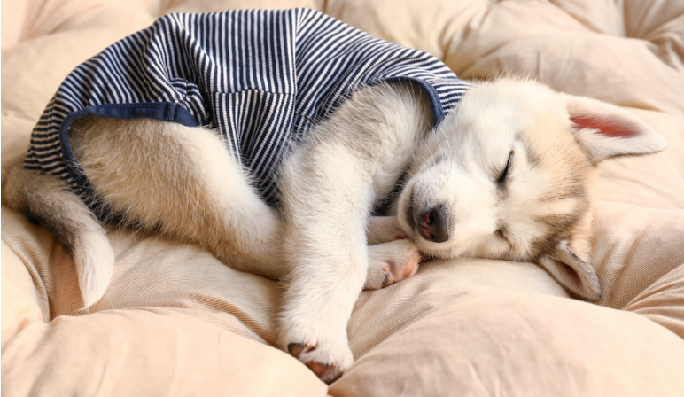 Calming Treats for Dogs