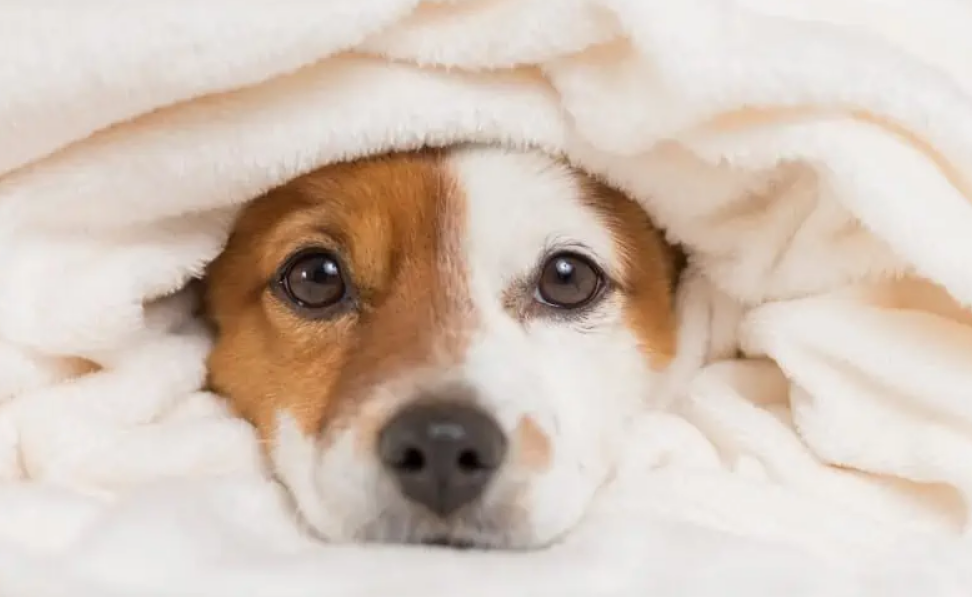 Calming Treats for Dogs