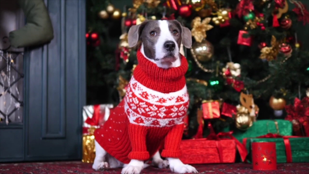 Dog Christmas sweaters