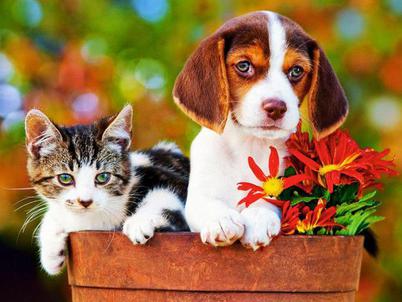 Maricopa Animal Shelter