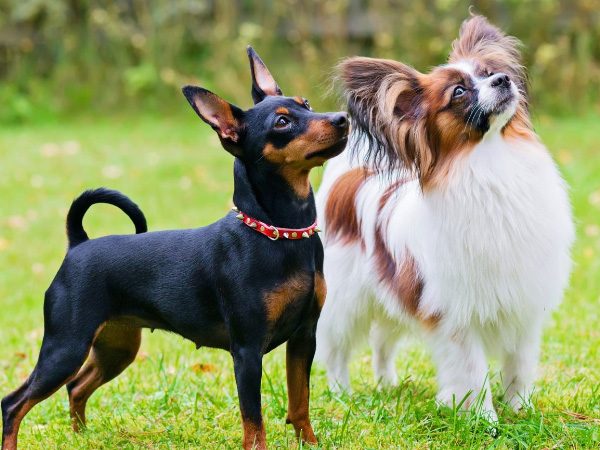intellegent-breeds