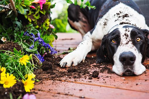 Doggie DIY Disasters