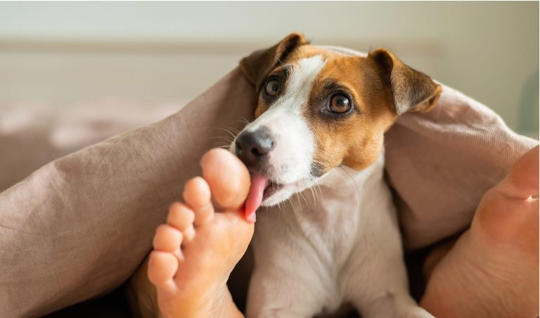 Dog Lick My Feet