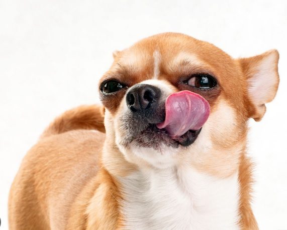 Dog Lick My Feet