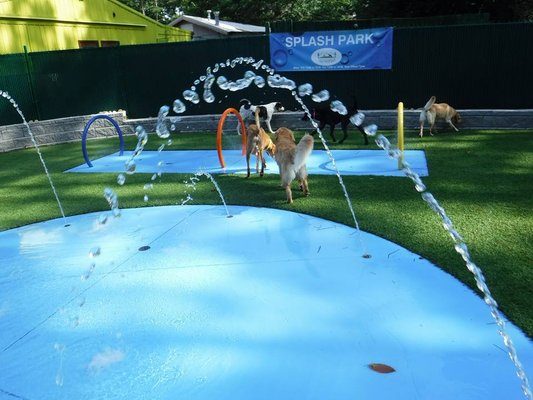  Dog Splash Pads